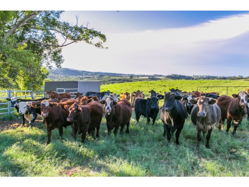 152 Nashua Road, Fernleigh NSW 2479