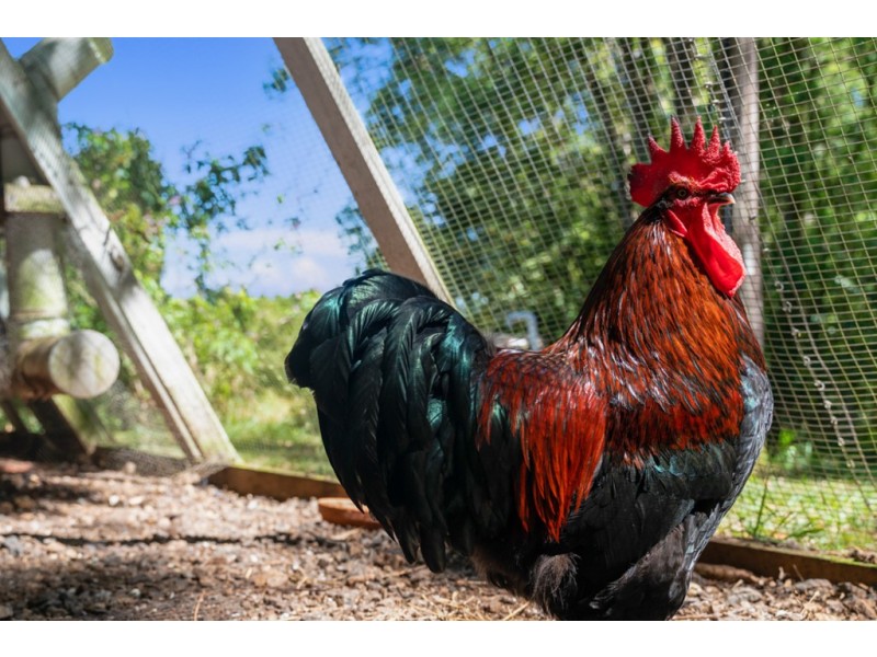 501 Rosebank Road, Rosebank NSW 2480