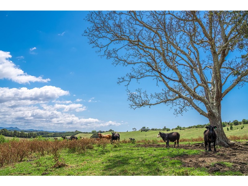 1683 Hinterland Way, Ewingsdale NSW 2481
