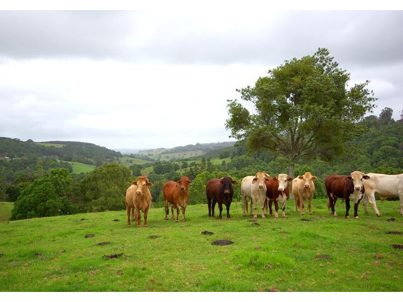 84 Armstrong Road, Rosebank NSW 2480