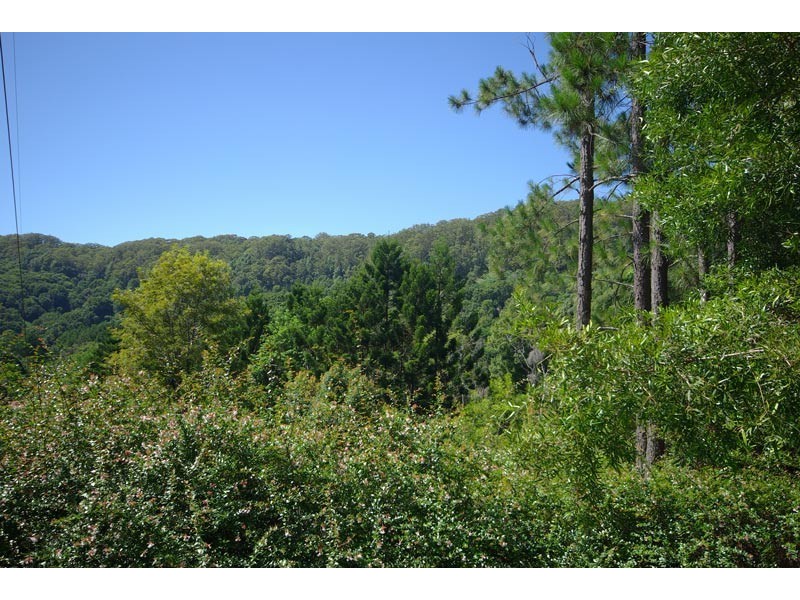 33 Blackbean Road, Wilsons Creek NSW 2482