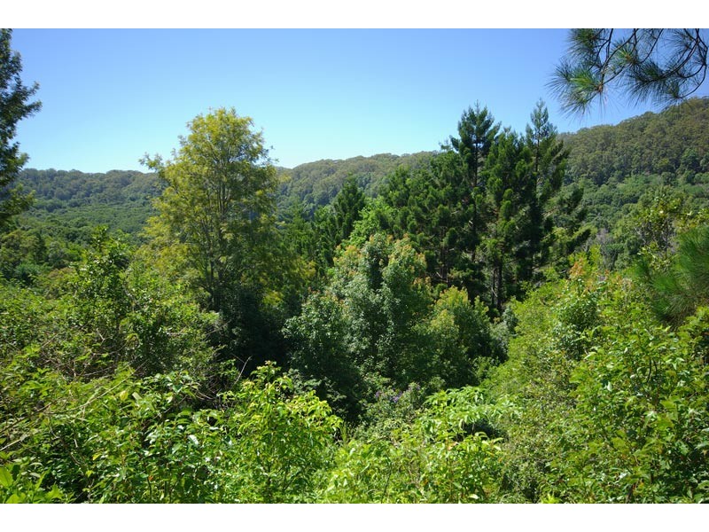 33 Blackbean Road, Wilsons Creek NSW 2482