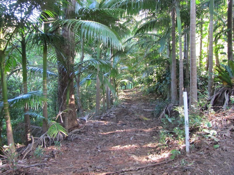 33 Blackbean Road, Wilsons Creek NSW 2482