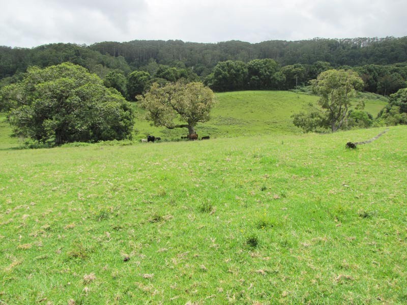 714 Whian Whian Road, Whian Whian NSW 2480