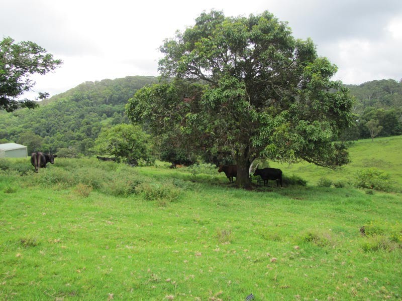 714 Whian Whian Road, Whian Whian NSW 2480