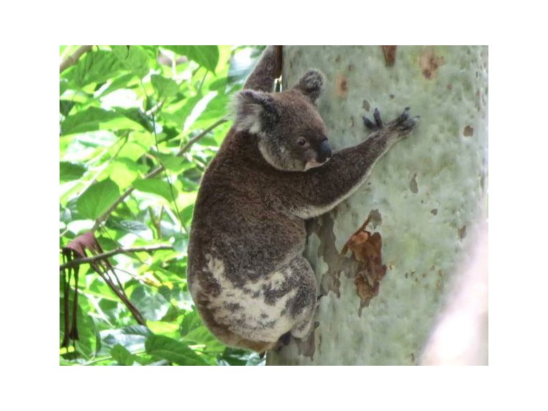 9 Byrangery Road, Rosebank NSW 2480