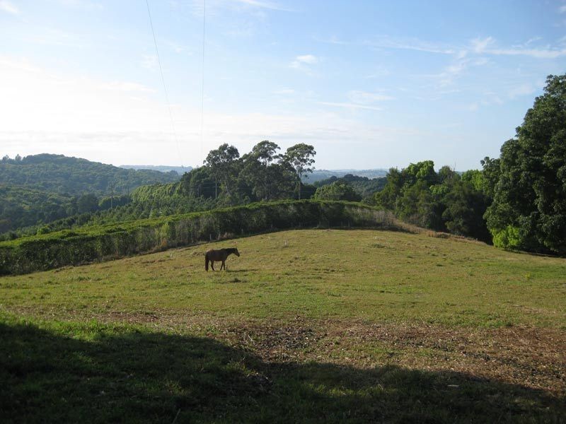 96 Repentance Creek Road, Rosebank NSW 2480