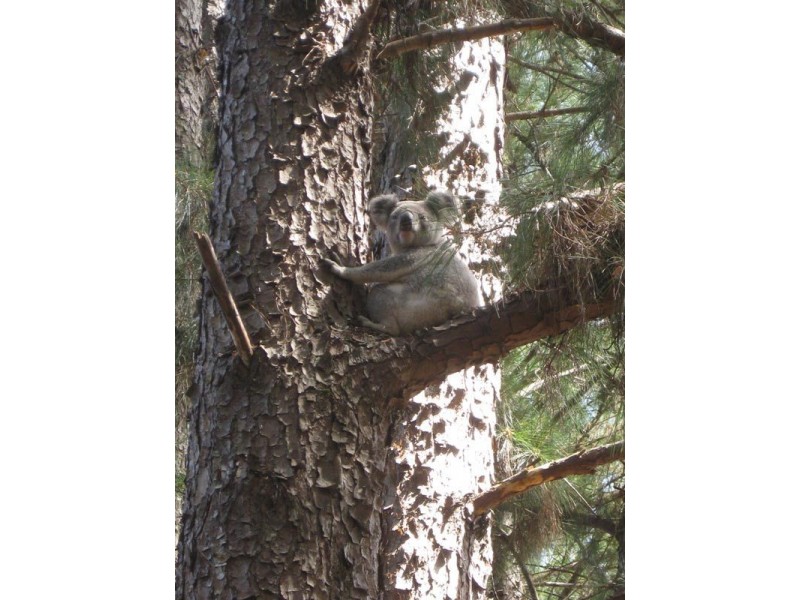 96 Repentance Creek Road, Rosebank NSW 2480