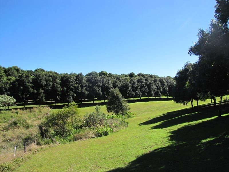 206 Repentance Creek Road, Rosebank NSW 2480