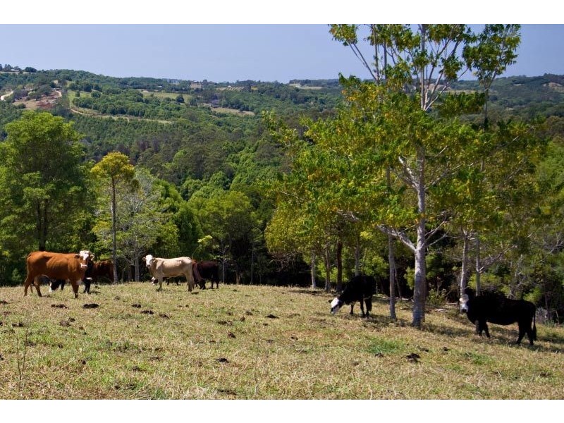 412 Repentance Creek Road, Rosebank NSW 2480