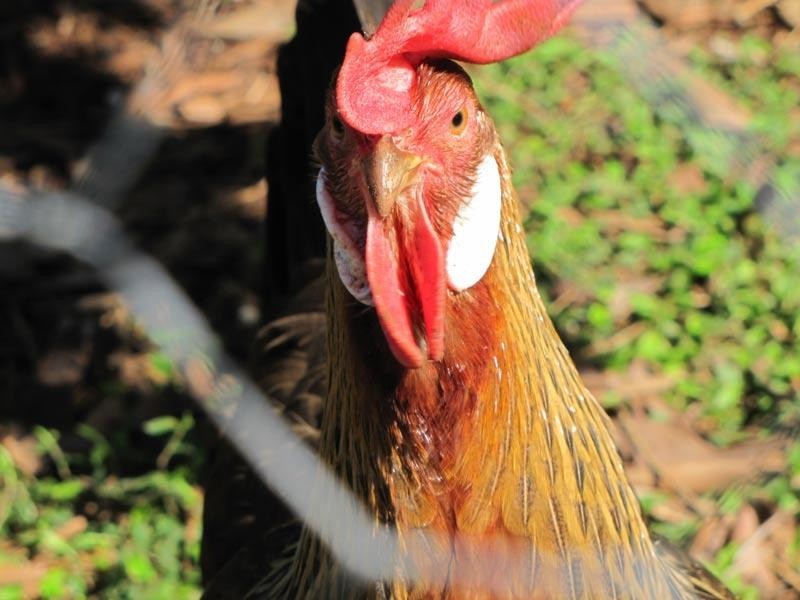 2468 Dunoon Road, Rosebank NSW 2480