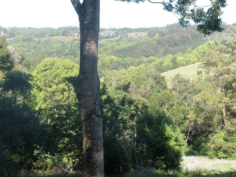 2448 Dunoon Road, Rosebank NSW 2480