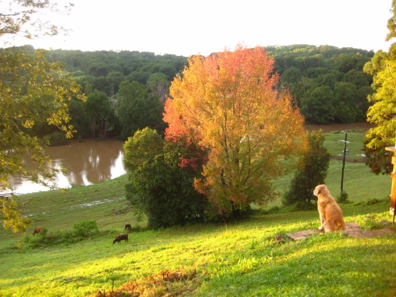 390 Binna Burra Road, Federal NSW 2480