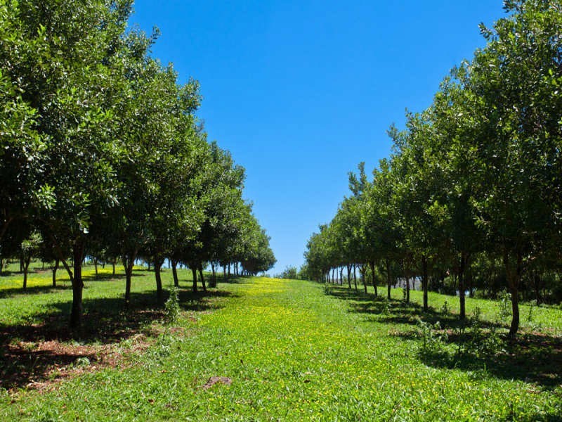 2364C Dunoon Road, Rosebank NSW 2480