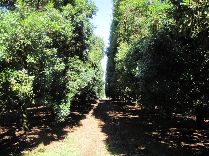 # 1050 Lismore Road, Clunes NSW 2480