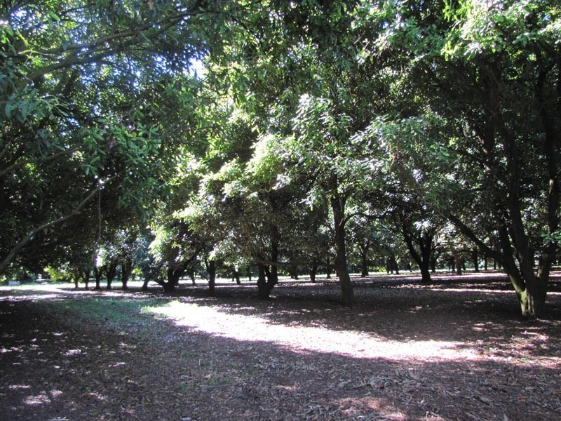 # 1050 Lismore Road, Clunes NSW 2480