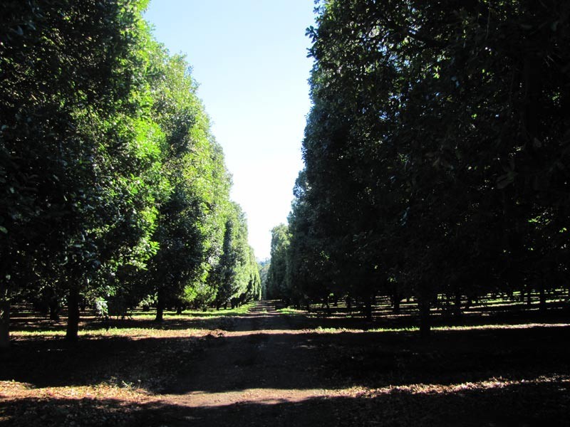 1050 Lismore Road, Clunes NSW 2480