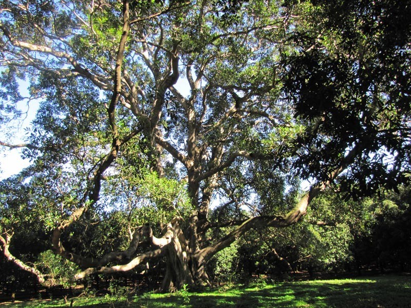 1050 Lismore Road, Clunes NSW 2480