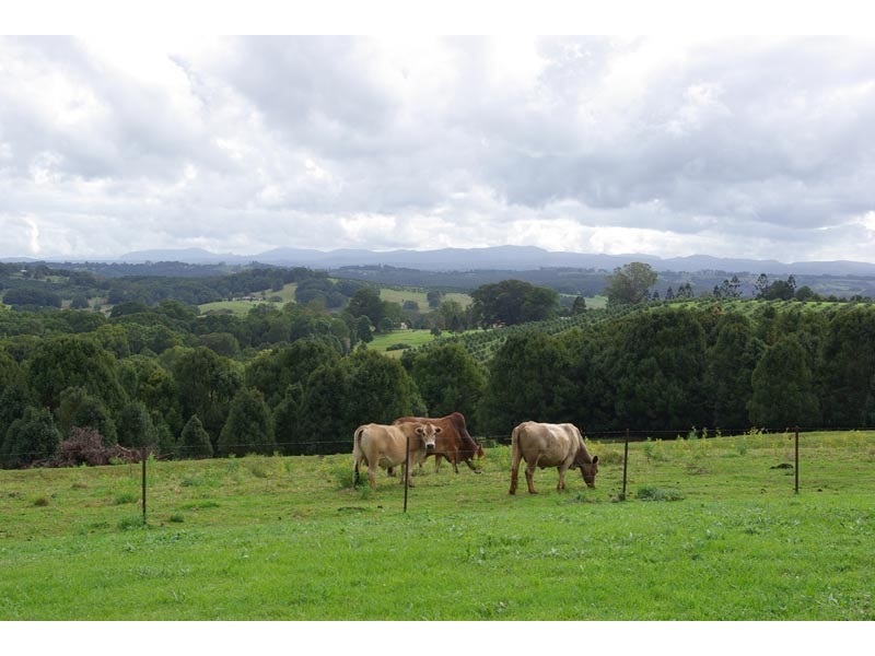 73 Pearces Creek Hall Road, Pearces Creek NSW 2477