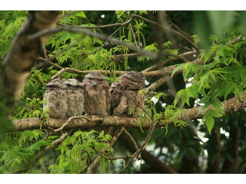 255 Goremans Road, Eureka NSW 2480