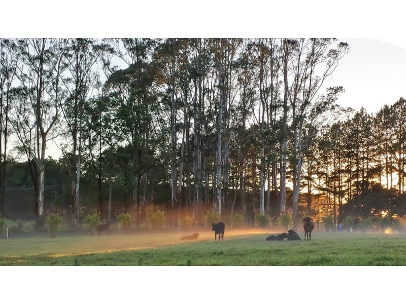 797 Fernleigh Road, Brooklet NSW 2479