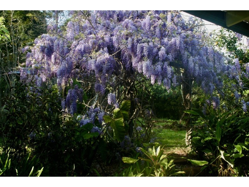 11 Remnant Drive, Clunes NSW 2480