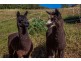 82 Tooheys Mill Road, Fernleigh NSW 2479