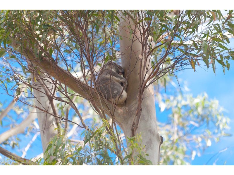 13A Rifle Range Road, Bangalow NSW 2479