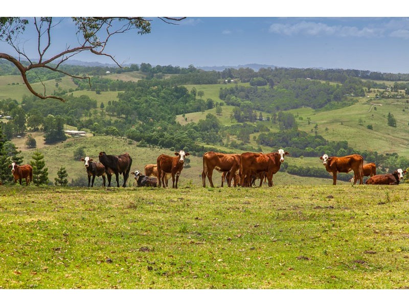 # 708 Dunoon Road, Tullera NSW 2480