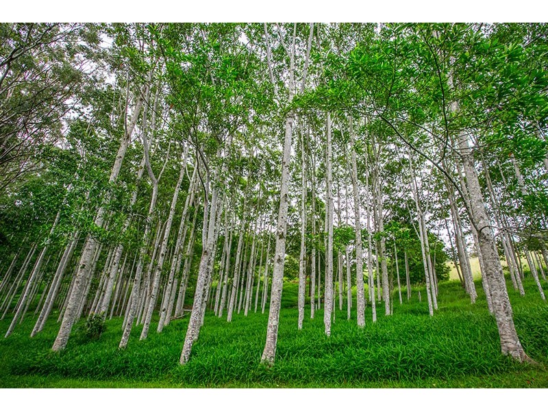 # 260 Arthur Road, Corndale NSW 2480