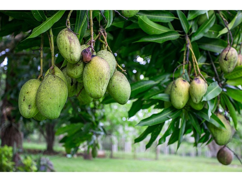 # 260 Arthur Road, Corndale NSW 2480