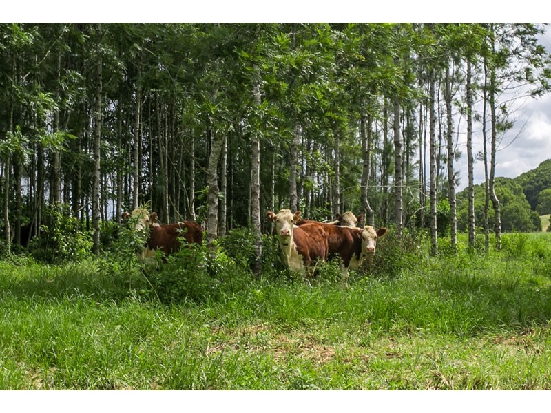 939 Booyong Road, Clunes NSW 2480