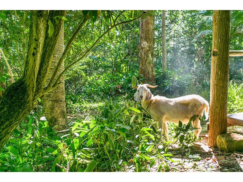 392 Repentance Creek Road, Rosebank NSW 2480