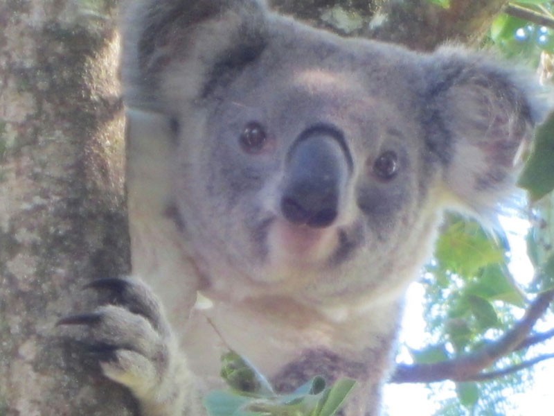 # 47 Emerson Road, Rosebank NSW 2480