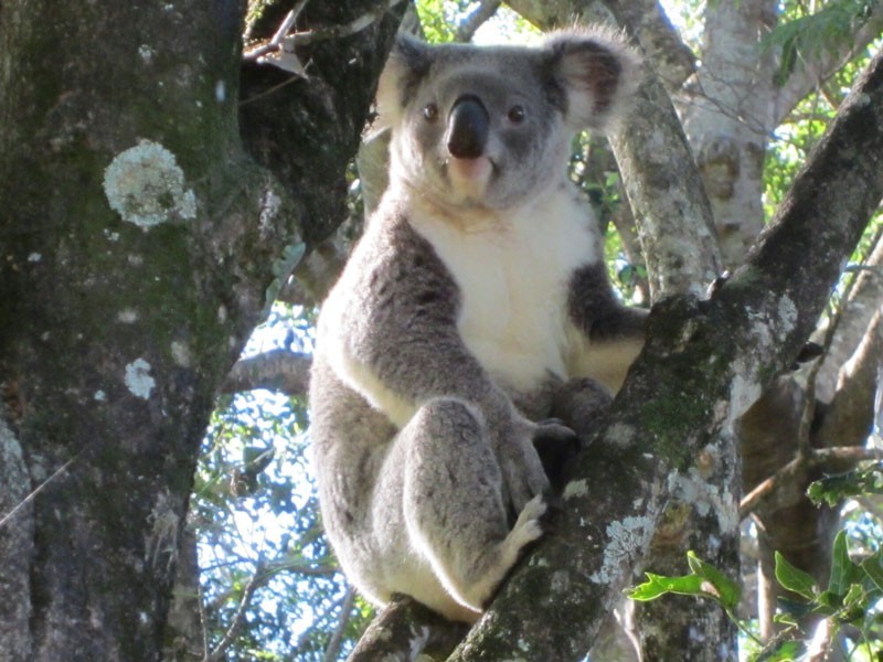 47 Emerson Road, Rosebank NSW 2480