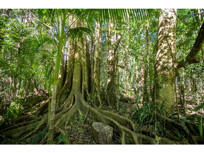 # 161 Repentance Creek Road, Federal NSW 2480