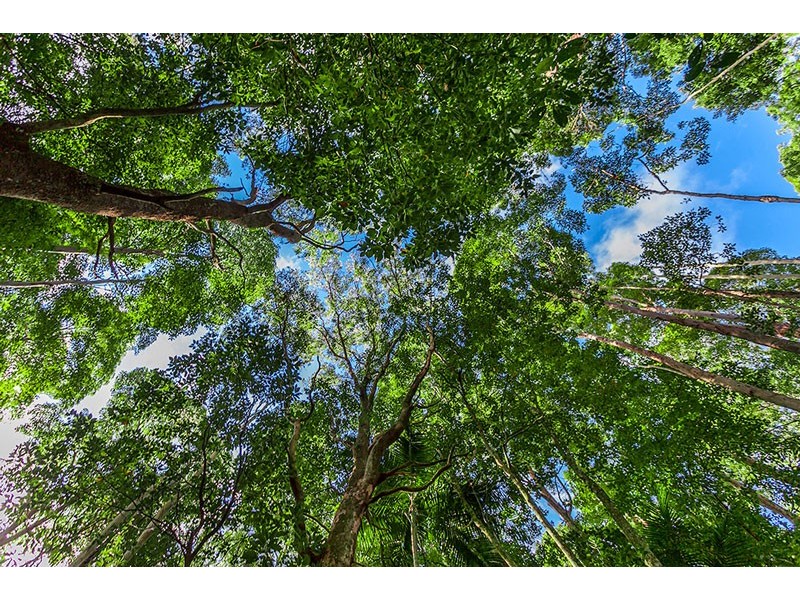 182 Rocky Creek Dam Road, Dunoon NSW 2480