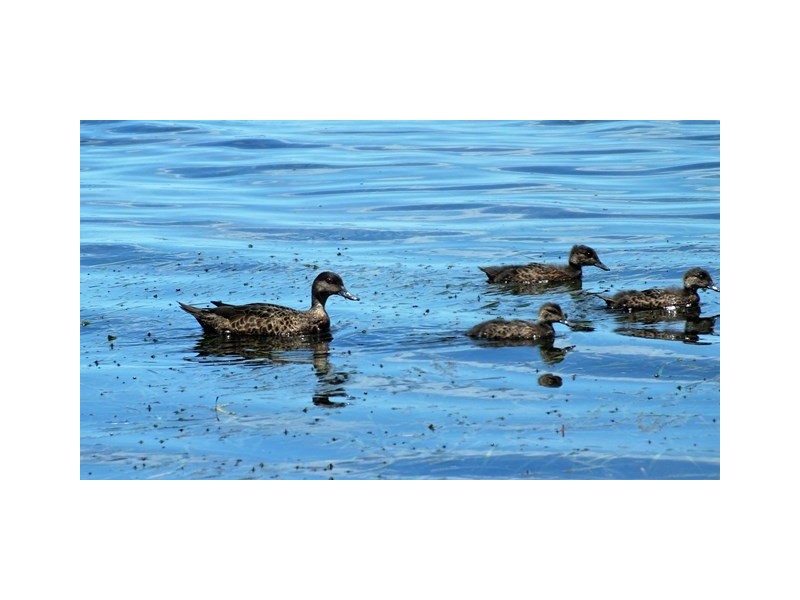 152 Greville Avenue, Sanctuary Point NSW 2540