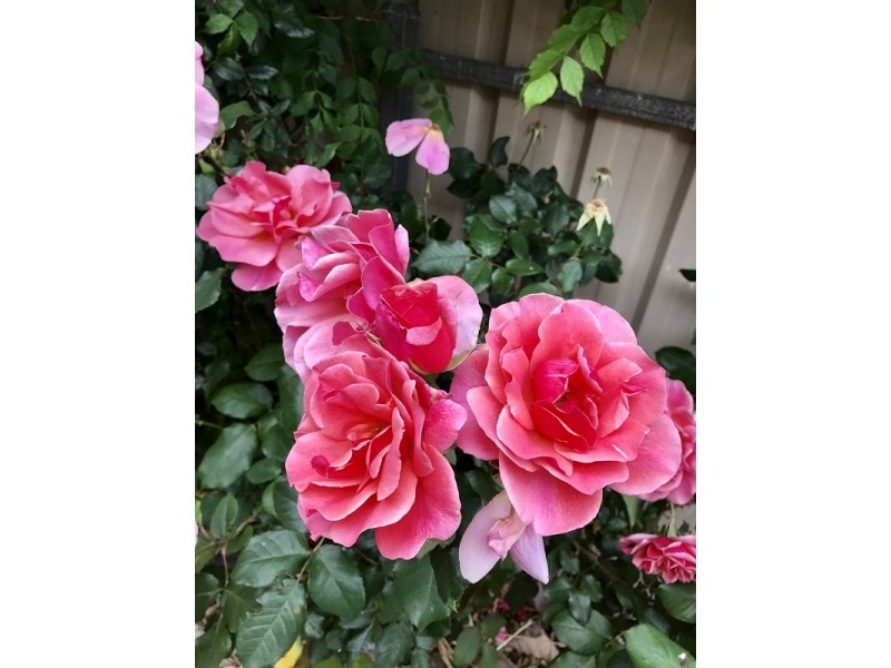 9 Kimber Street, Aldinga Beach SA 5173