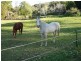 Lower Beechmont QLD 4211