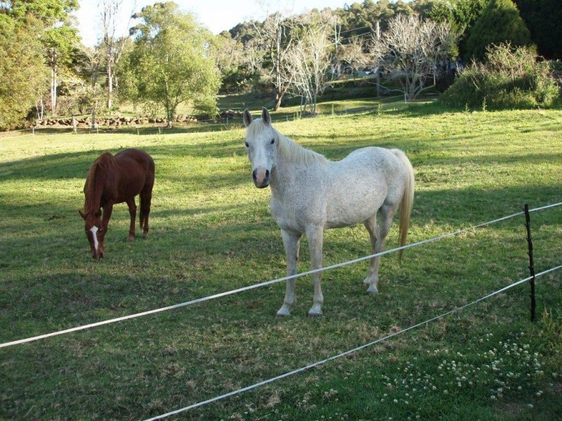 Lower Beechmont QLD 4211