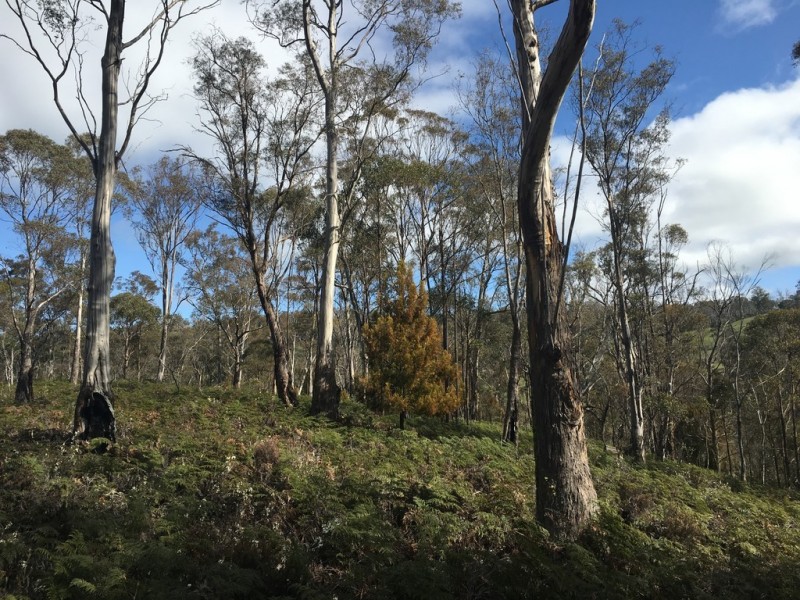 970 Marked Tree Road, Gretna TAS 7140