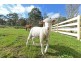 1966 Buckland Road, Woodsdale TAS 7120