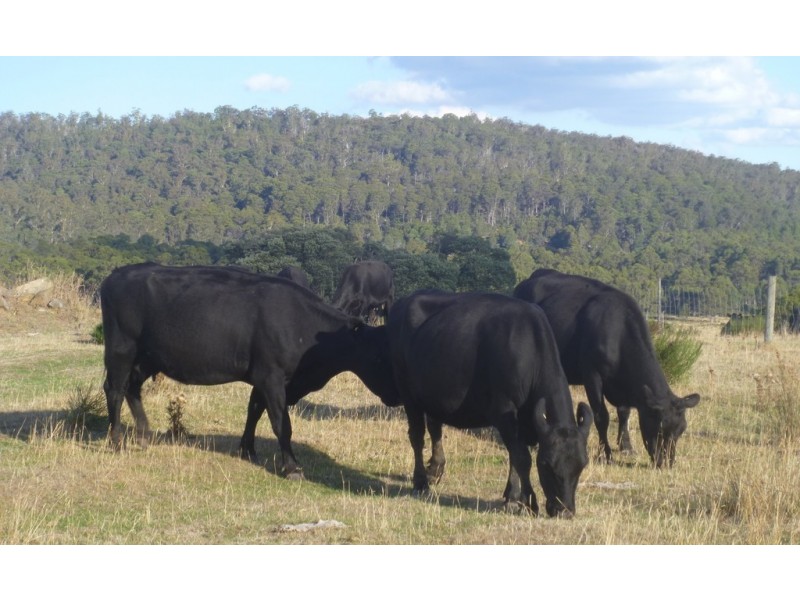 126 Marlborough Road, Bronte Park TAS 7140