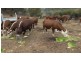 Lot 1 Native Corners Road, Campania TAS 7026