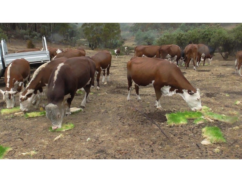 Lot 1 Native Corners Road, Campania TAS 7026