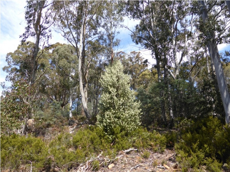 00 Browns Marsh Road, Bronte Park TAS 7140