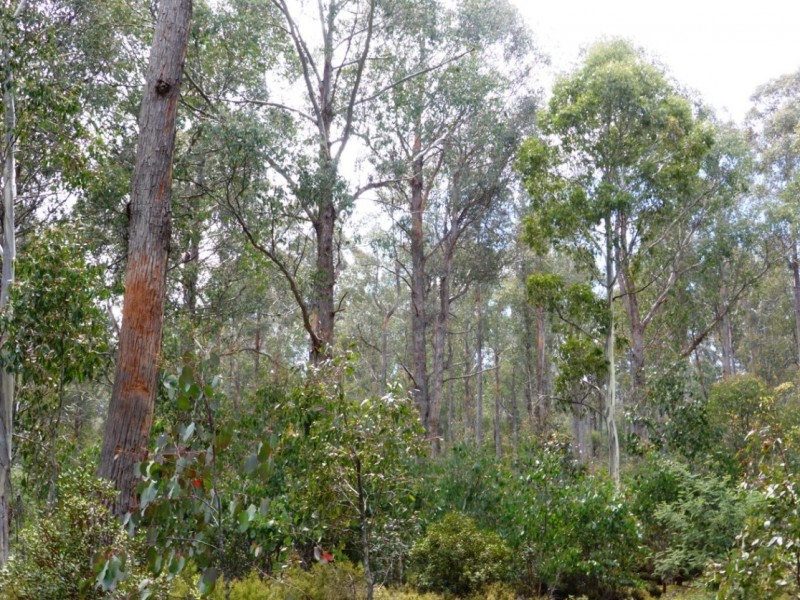 00 Browns Marsh Road, Bronte Park TAS 7140