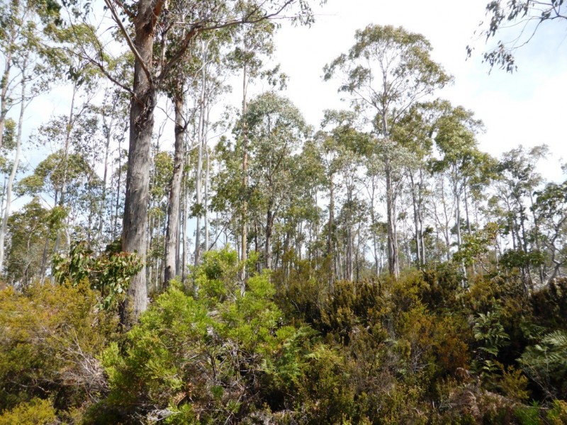 03 Victoria Valley Road, Bronte Park TAS 7140