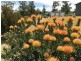 201 Springvale Road, Campania TAS 7026